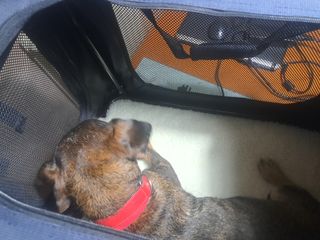 Transportin Mascotas