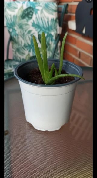 ALOE VERA:4 Brotes (sin maceta).