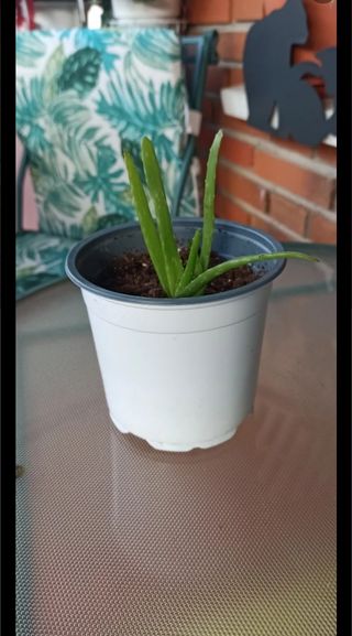 ALOE VERA:4 Brotes (sin maceta).