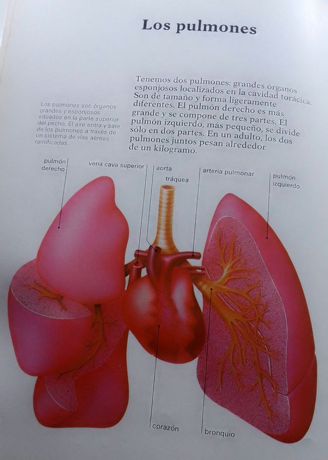 EL CUERPO HUMANO. Brian R. Ward.