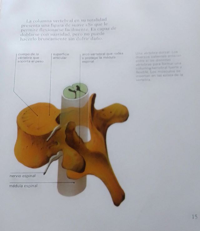 EL CUERPO HUMANO. Brian R. Ward.