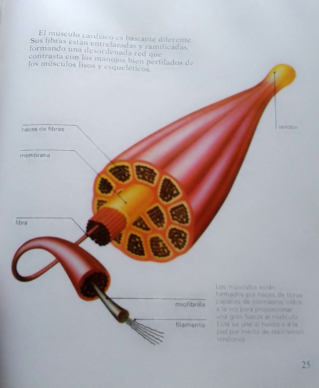 EL CUERPO HUMANO. Brian R. Ward.