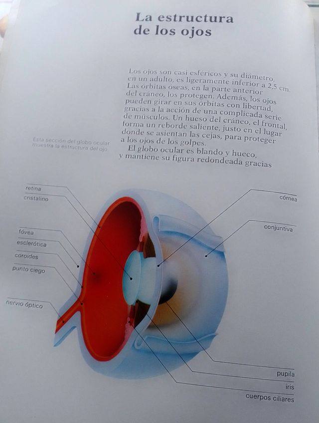 EL CUERPO HUMANO. Brian R. Ward.