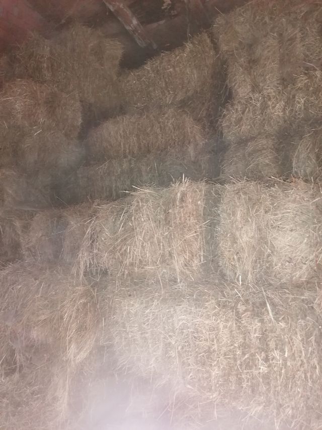 Fados de relva de muito boa qualidade