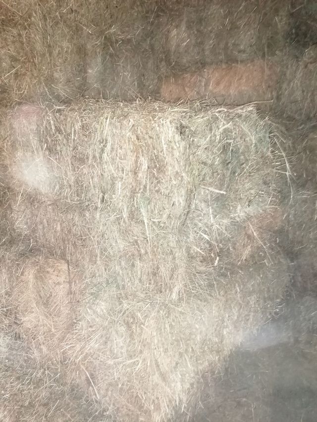 Fados de relva de muito boa qualidade