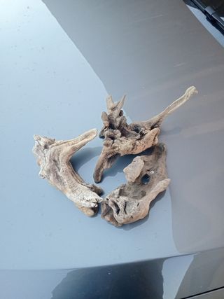 Raíces para terrario o acuario 