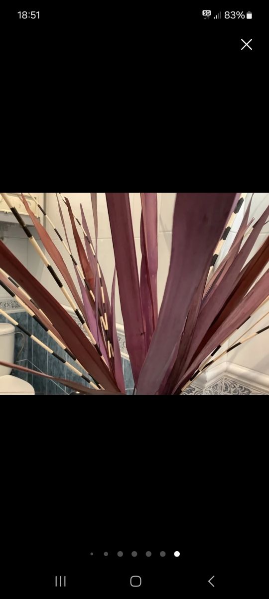 Flores--Margaritas y adornos florales