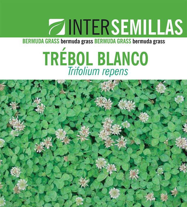 semillas cesped TRÉBOL BLANCO Trifolium repens 1KG