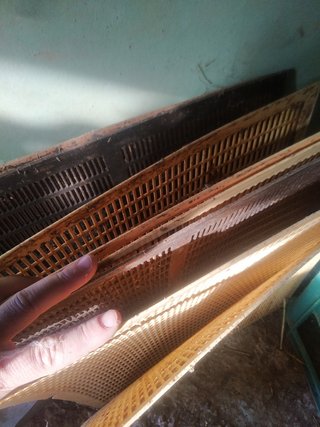 Apicultura