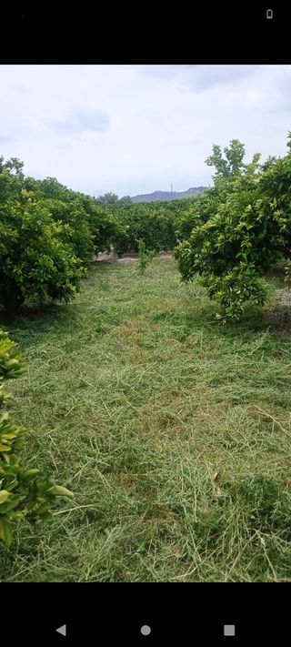 Se desbrozan huertos 40 por hanegada