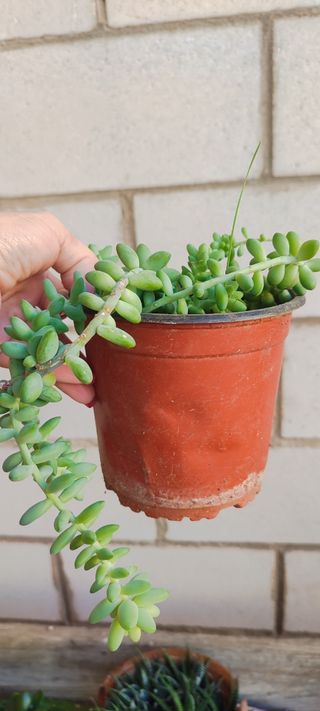 Plantas de patio variadas
