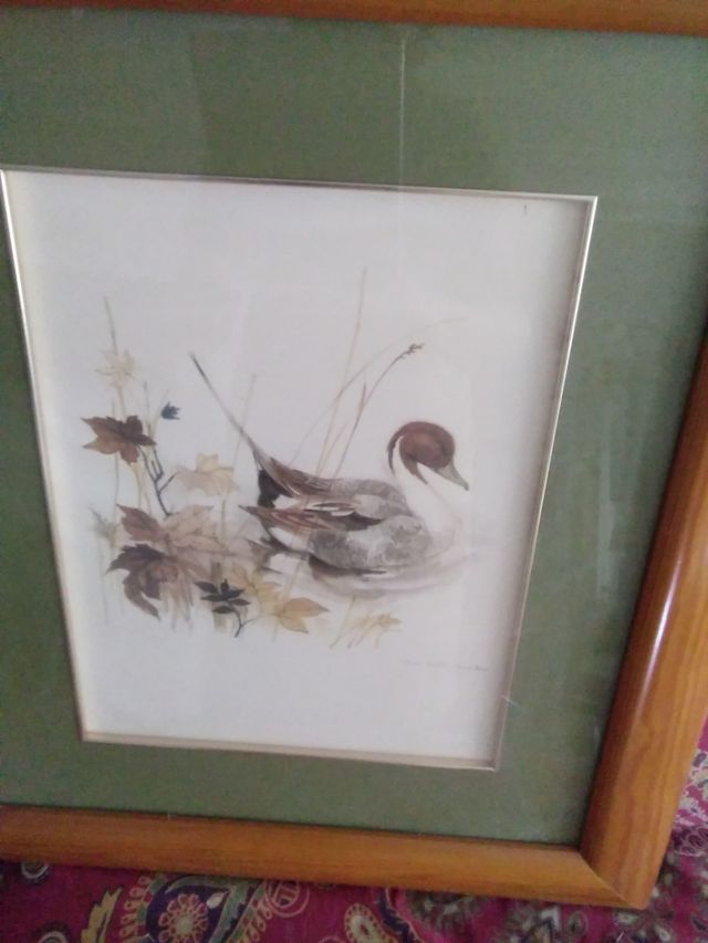 Precioso cuadro de pato