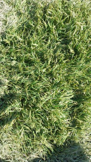 ♻️Venta de césped artificial ♻️