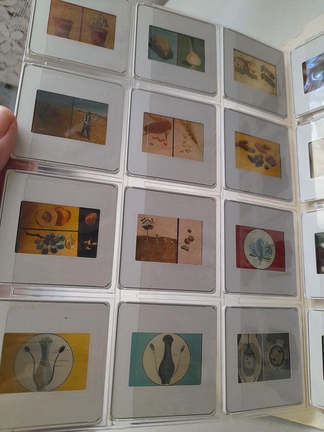 DIAPOSITIVAS NATURALEZA-BOTÁNICA EGB