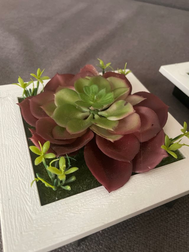 Cuadro colgante 3D suculentas