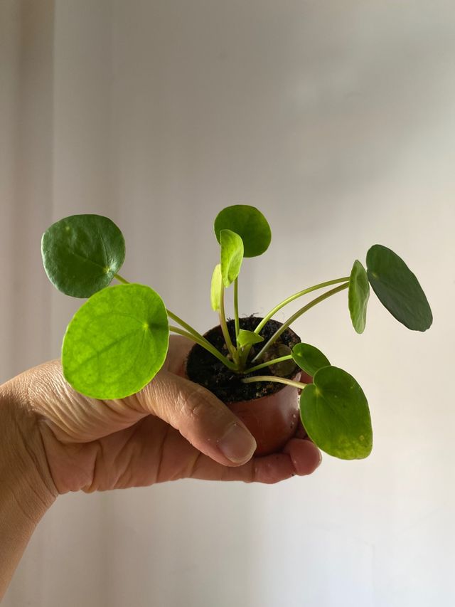 Planta- BEBÉ PILEA PEPEROMIOIDES
