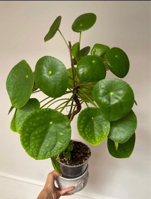 Planta Pilea peperomioides