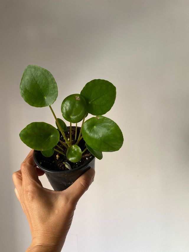 Planta Pilea peperomioides