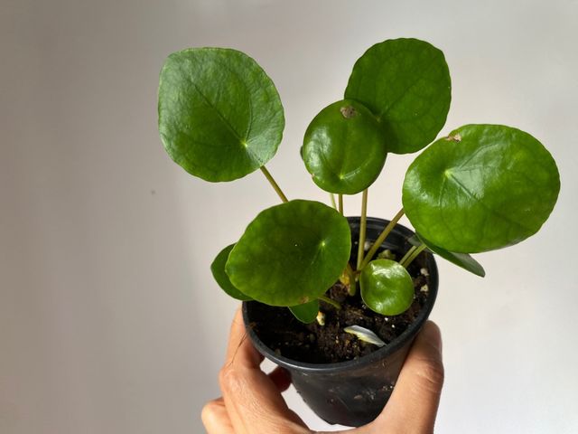 Planta Pilea peperomioides