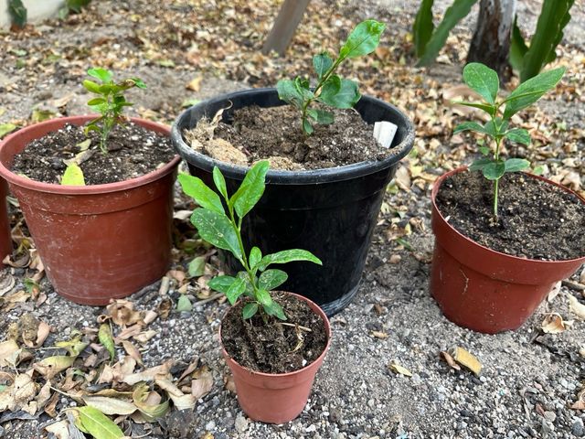 Limonero verdelli o linero