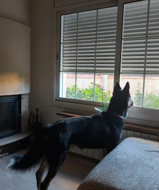 CUIDADOR DE PERROS Y GATOS