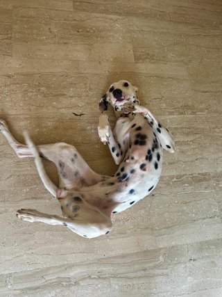 CUIDADOR DE PERROS Y GATOS