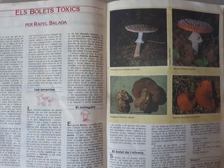 Revistas Cavall Fort 477 y 486 año 1982