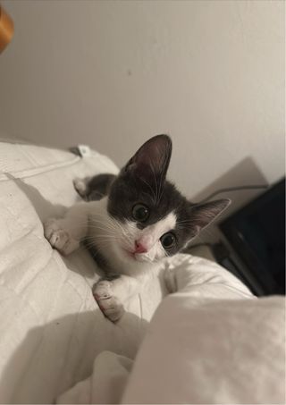 CUIDADOR DE GATOS (ACUERDO PRECIO CON CLIENTE.)