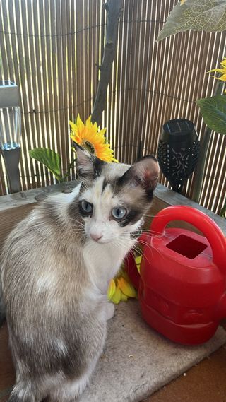 CUIDADOR DE GATOS (ACUERDO PRECIO CON CLIENTE.)