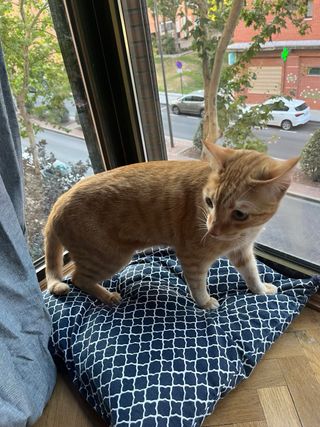 CUIDADOR DE GATOS (ACUERDO PRECIO CON CLIENTE.)