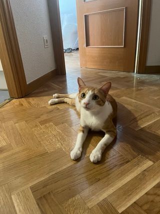 CUIDADOR DE GATOS (ACUERDO PRECIO CON CLIENTE.)