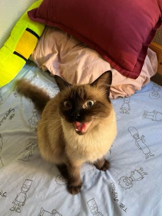 CUIDADOR DE GATOS (ACUERDO PRECIO CON CLIENTE.)