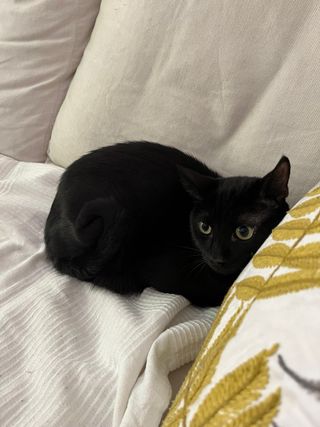 CUIDADOR DE GATOS (ACUERDO PRECIO CON CLIENTE.)