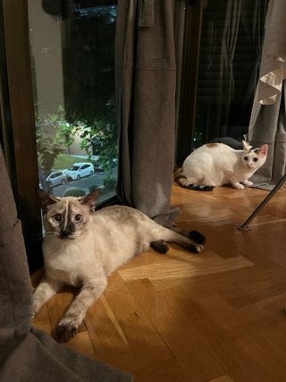 CUIDADOR DE GATOS (ACUERDO PRECIO CON CLIENTE.)