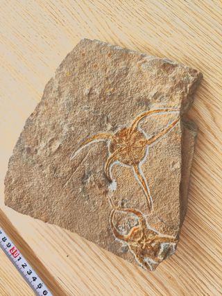 Fósil equinodermo doble