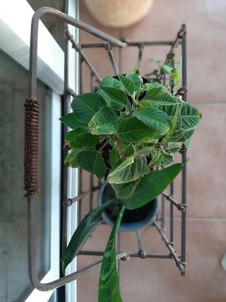 Bonita jardinera de hierro