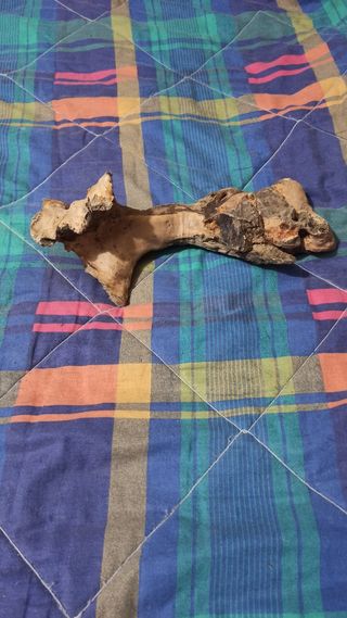 RAICES DE OLIVO Y TRONCOS PARA TERRARIO/ACUARIO