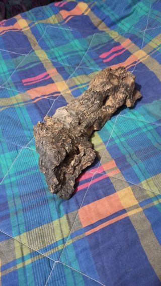 RAICES DE OLIVO Y TRONCOS PARA TERRARIO/ACUARIO