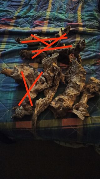 RAICES DE OLIVO Y TRONCOS PARA TERRARIO/ACUARIO