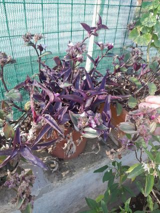 Pianta grassa tradescantia