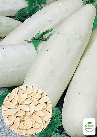 Semillas de pepino "Blanco Chino"(10 unidades)