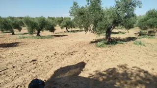 Servicios agrícolas