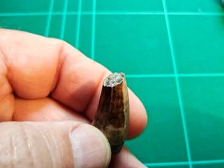 Fosil diente de cocodrilo