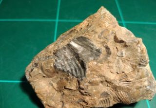 Fosil Braquiópodos rara pieza