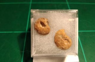 Fosil Ammonites 2 ejem.