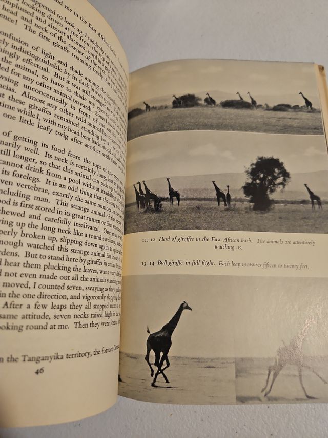 Animals my adventure