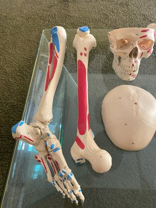 Esqueleto Humano Anatomia