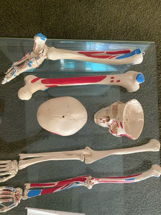 Esqueleto Humano Anatomia