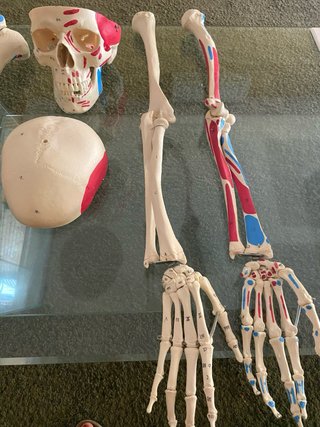 Esqueleto Humano Anatomia