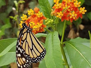 Asclepia Curassavica. semillas y plantas